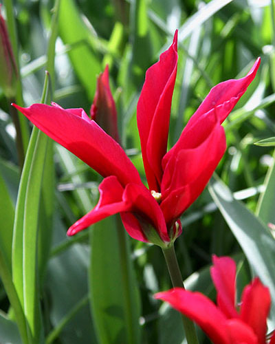 Tulipán viridiflora Doll´s Minuet 12/+, 100 kusov